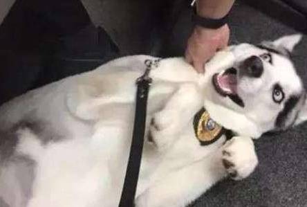 名字|二哈总是拆家，被主人派去当警犬，再也没力气拆家，笑哭主人