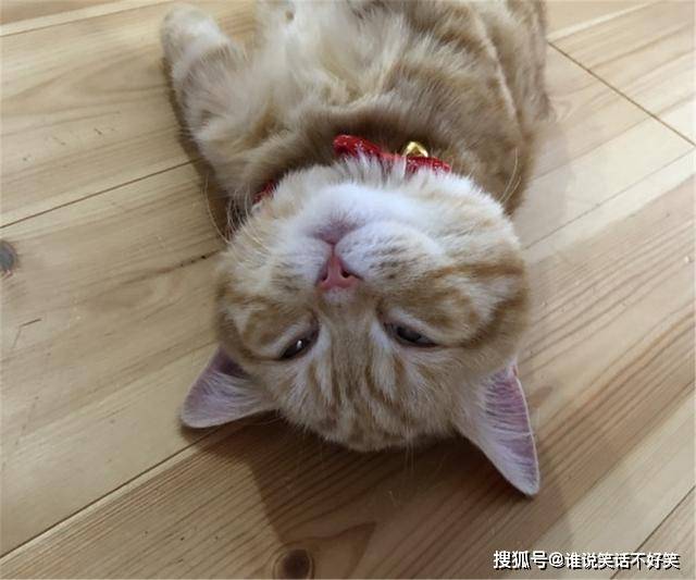 橘猫累到虚脱,四仰八叉躺在地板上呼呼大睡,网友:没电了