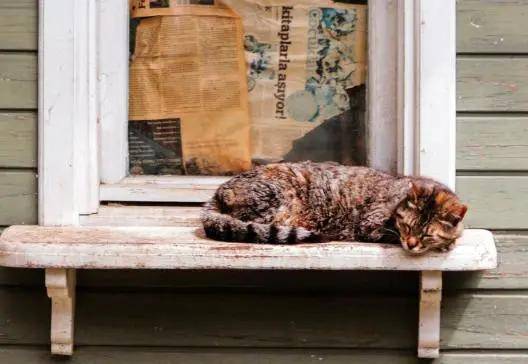 名字爱撸猫的看过来，关于你的宠物，这件事你一定要知道！