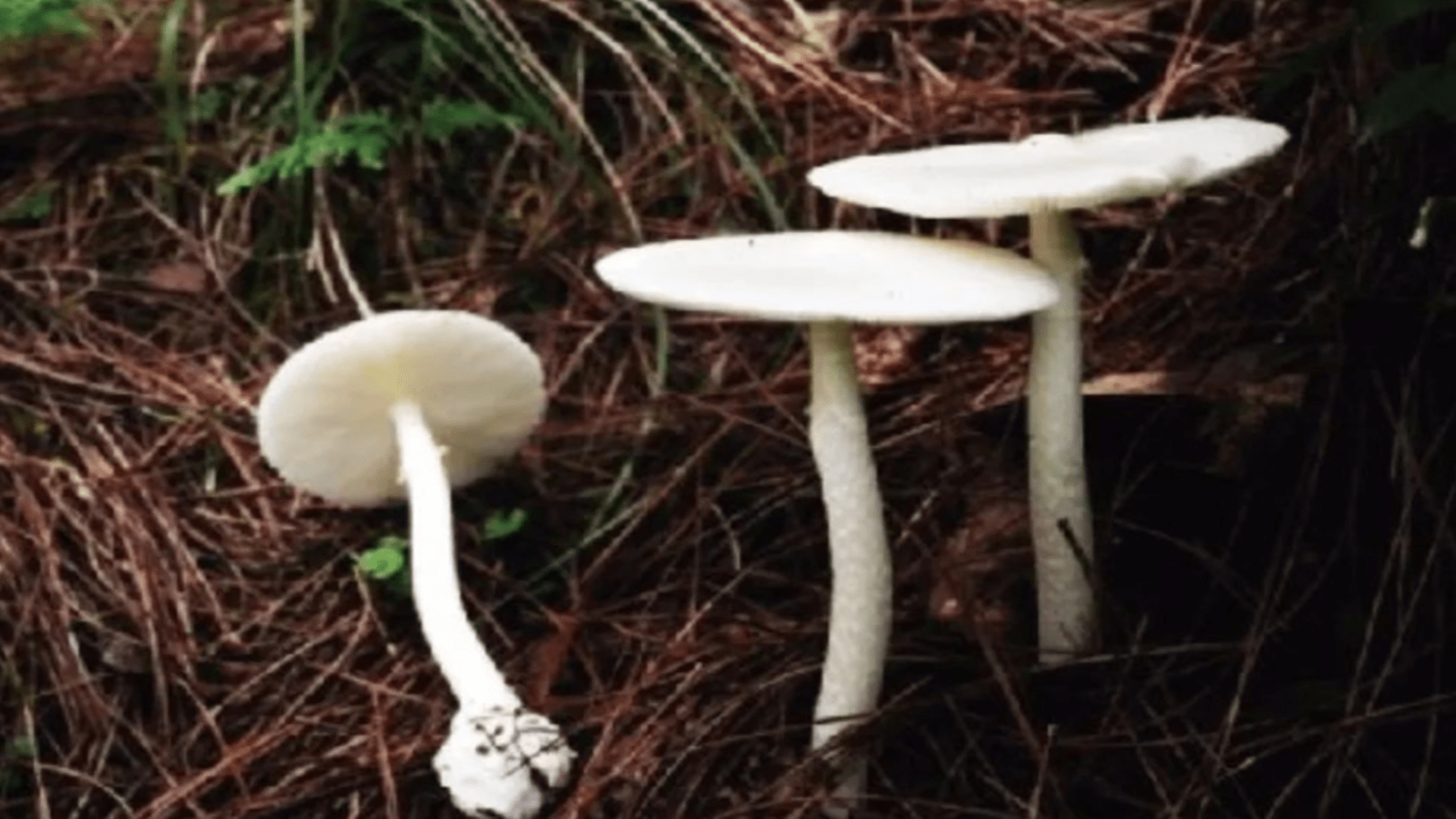 中毒事件|常见毒蘑菇，建议收藏，以免错摘