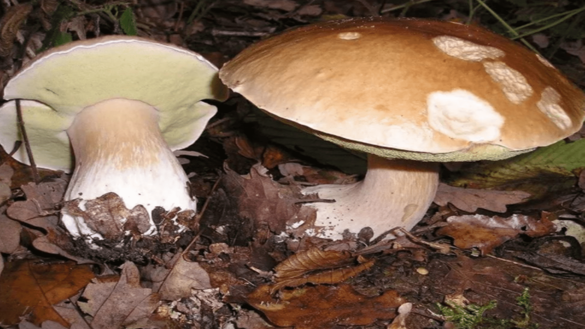 中毒事件|常见毒蘑菇，建议收藏，以免错摘