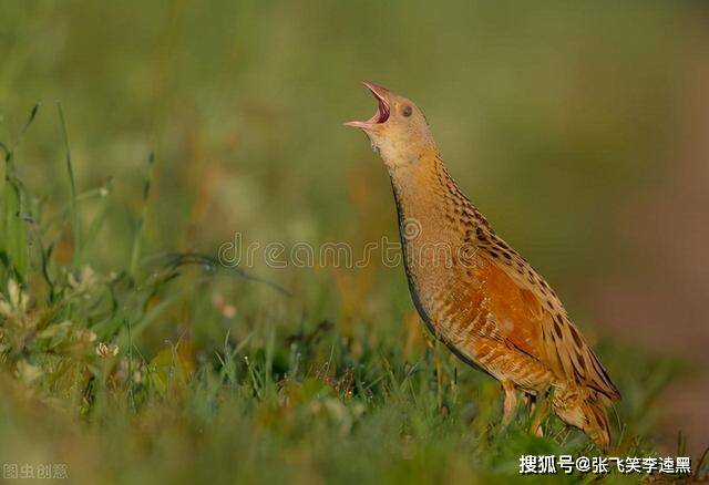 农村稻田常见的禾鸡,你们那还有吗?突然消失的背后发生了什么?_人们