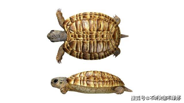 乌龟怎么下蛋孵化 358a953ebca941a68de61396613ebcaf.jpeg