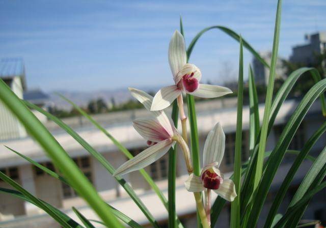 种兰花视频 b49c54af4e3e433d9dc14f35f718a1bf.jpeg