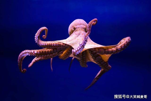 怎么理解食物链 eafc1c5248c54091bfdeb44ff30c23a6.jpeg