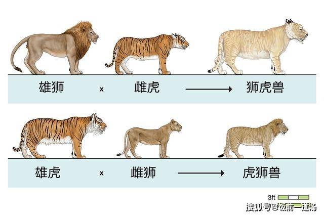 獅虎獸體型暴漲的背後是雄獅基因的不甘平凡