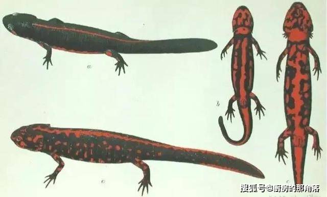 蛇是两栖动物不 9f260049cbf34bdf8b2f9bed2aca6816.jpeg