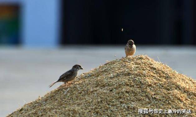 麻雀可以养吗是保护动物吗 c762ad8faabe41ac9985cb1b72aabd20.jpeg