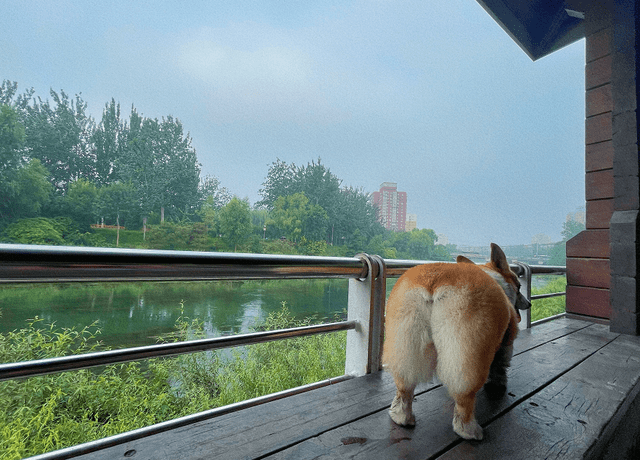 带着|一场由狗狗陪伴的简单旅行，感受大自然的魅力，欢乐趴