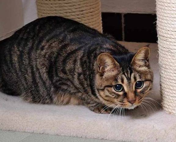 猫咪国内的流浪猫，外国人居然把它当宝，原来是有这种特殊能力