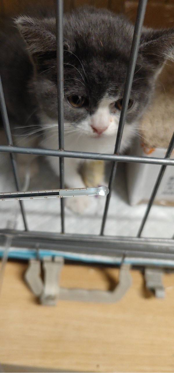 什么是动物医院 bae1287e14114b2aa1c7f3f0967c6725.jpeg