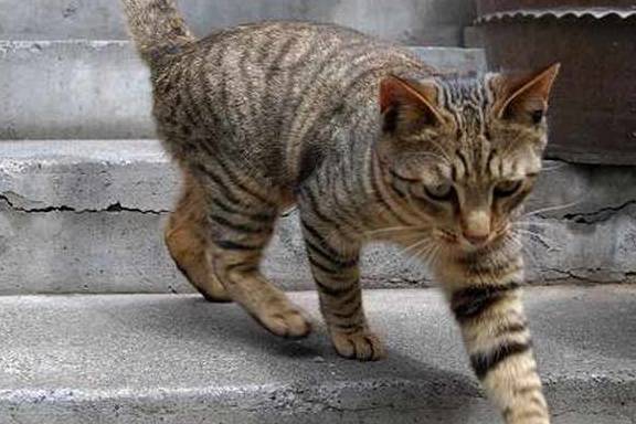 猫咪国内的流浪猫，外国人居然把它当宝，原来是有这种特殊能力