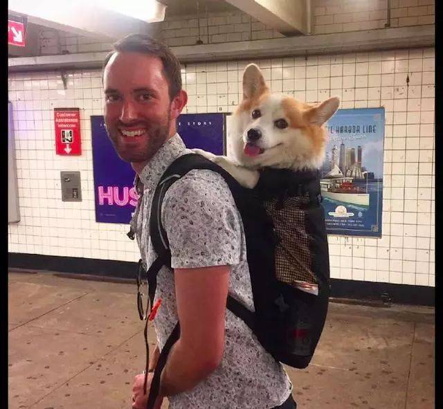 猫咪|主人背柯基坐地铁,它的歪头杀萌翻了一车厢人,狗:我是最靓的仔