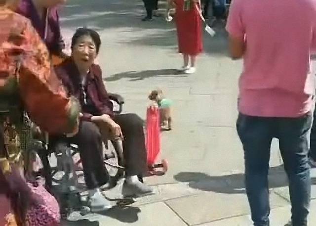 泰迪看到老奶奶主動跳車，狗狗也知道尊老，這是一條有素質的狗 萌趣萌寵 第4张