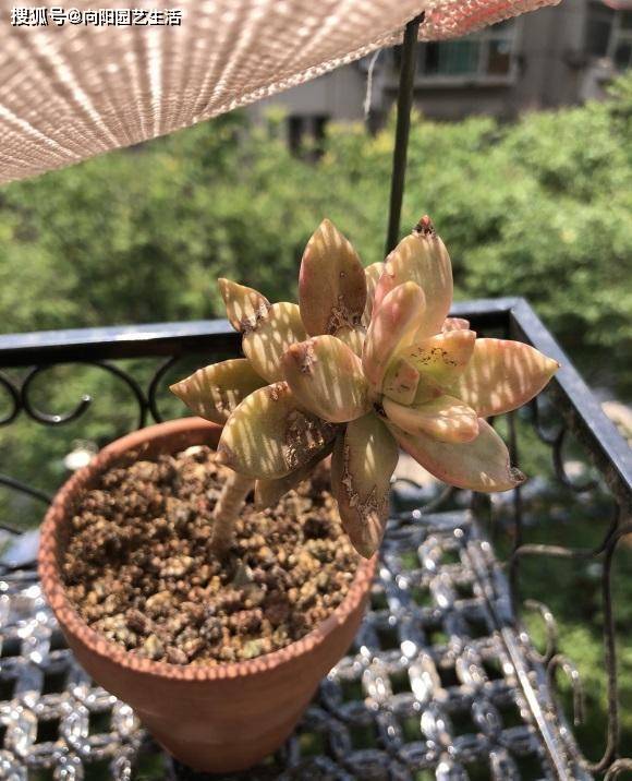 什么是老桩？什么是水桩？从2点区分，水桩再粗都不要买_搜狐网