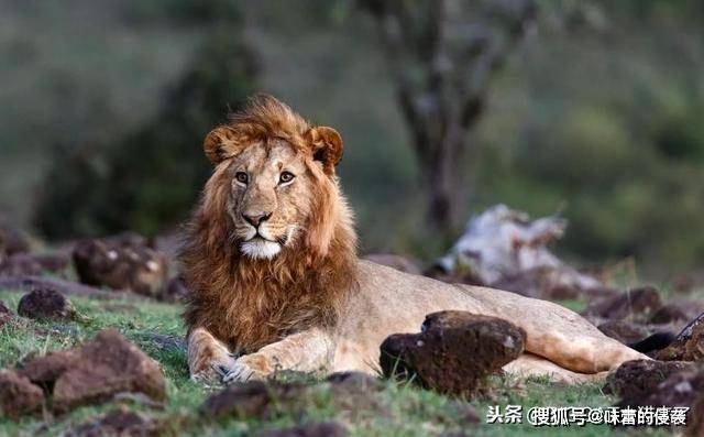 如果不流浪,雄獅永遠長不大