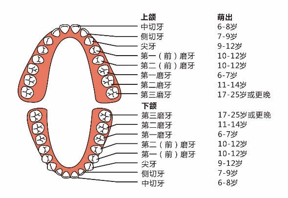 齒亦齡也