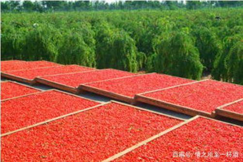 生活|家在宁夏,我骄傲!