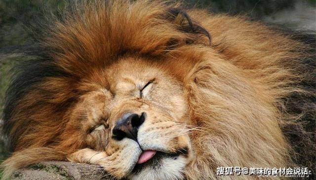 狮子睡觉时的5个有趣瞬间：吐舌头捂眼睛并头睡，还有一只要盖被_搜狐网