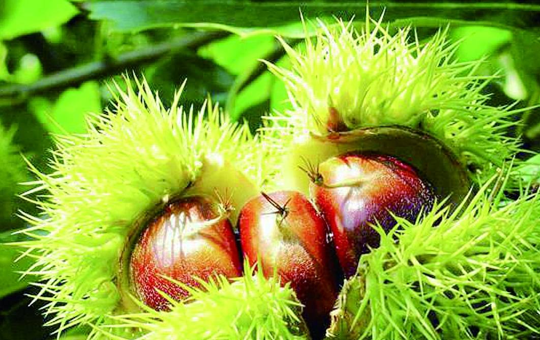 治疗|晚上当零食吃一把此物，补气益血，健脾胃，降血压，早食早好