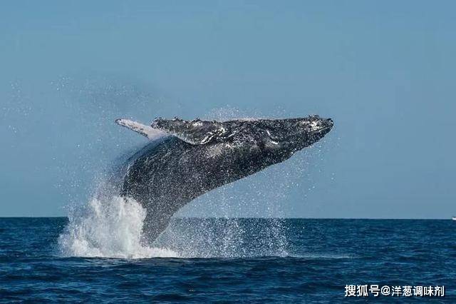 鲸鱼为什么长藤壶 cf6972bf513f4d0f8f0f98fa3d05b3a6.jpeg