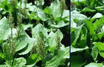 车前草面条菜是常见野菜之一,别称面条棵,麦瓶草,米瓦罐等,和毛妮菜