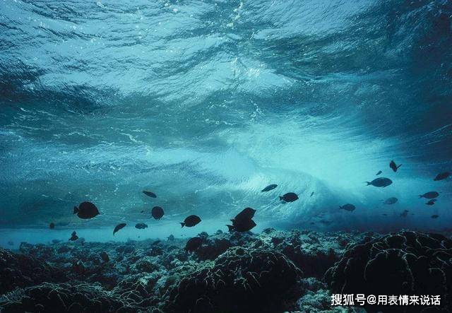 原創馬裡亞納海溝中的生物,無論外形還是內涵都是一種妙不可言的存在