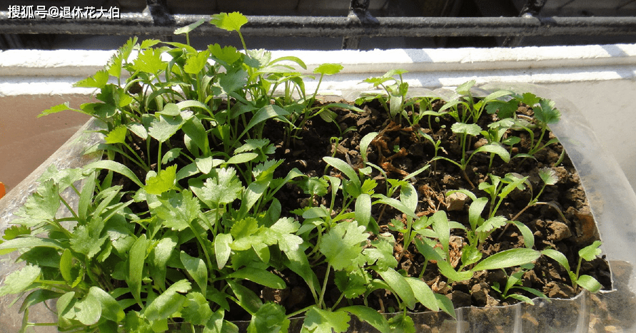 盆栽蔬菜种的多要多浇肥吗 2d15efdcb9194b5fae062e266d6c7916.png