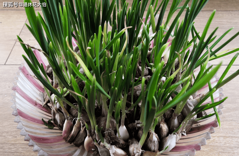 盆栽蔬菜种的多要多浇肥吗 49981611c368457197f742ccdebae07a.png