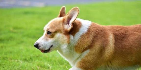 的优点|“颜值高”的柯基犬，为什么那么火？