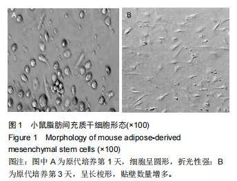 什么是白细胞介素6 a9a2bbb83cd54357a959e7ccc316ff54.jpeg