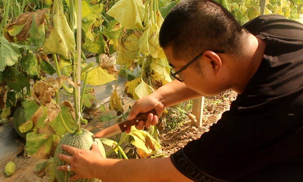 哈密瓜怎么种啊 cef63594a490418f924cd1eaa7e16660.jpeg