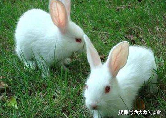 兔子可以吃饼嘛 095617c2b2e644d8ab7bc25512a3c33d.jpeg