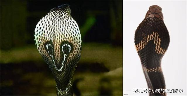 蛇是什么颜色的眼睛 aa26a71ae2c24c408f98ffba4dc15518.jpeg