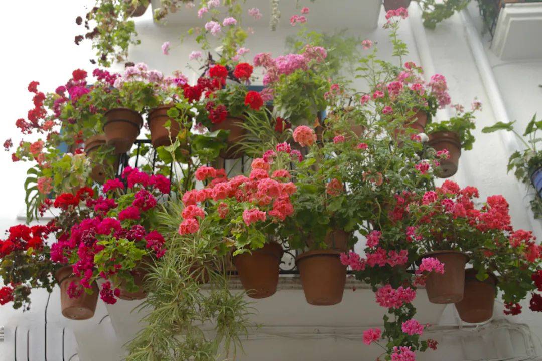 盆栽花园打造 b4f55ae9ee0744e6a1f7b570f293403c.jpeg