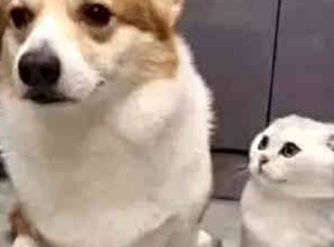 因为|柯基乘坐电梯遇见了真爱,一会儿瞄一眼好害羞,柯基:我想恋爱了