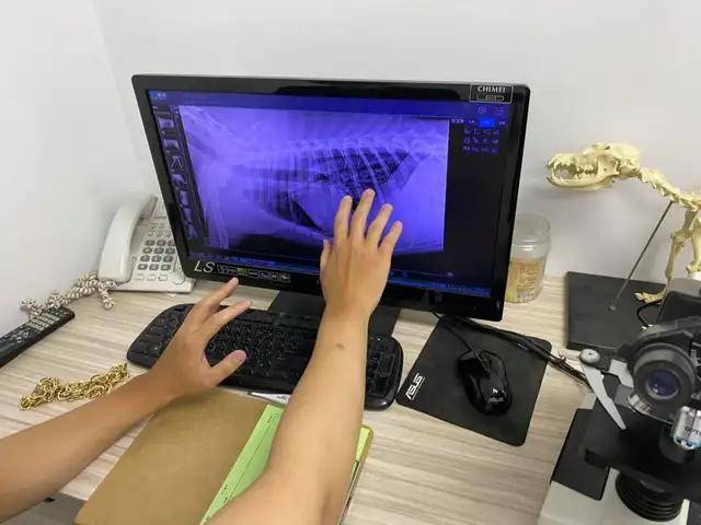 主人|哈士奇越狱遭车撞,宠物医院检查后竟毫发无损!结果反赔车主3万?