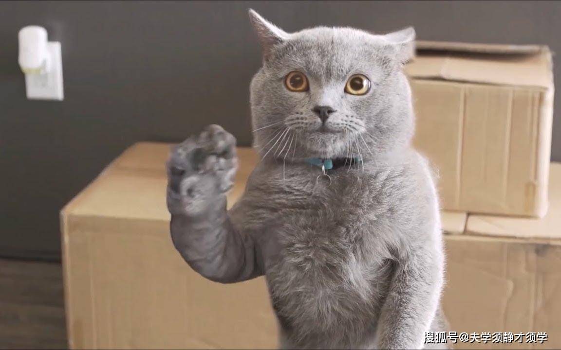 手机|搞笑段子：老婆出差，我下班刚到家，她打过来电话：你在哪儿？