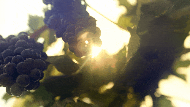 国际|“中国葡萄酒的现在和未来在宁夏”