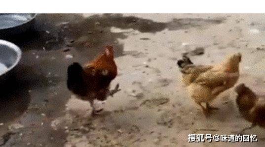 晚上梦见和鸡打架,预示与解读 晚上梦见和鸡打架,预示与解读