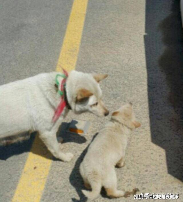 坑边|女子被流浪狗尾随,好心给它喂食物被拒,接下来发现感人一幕
