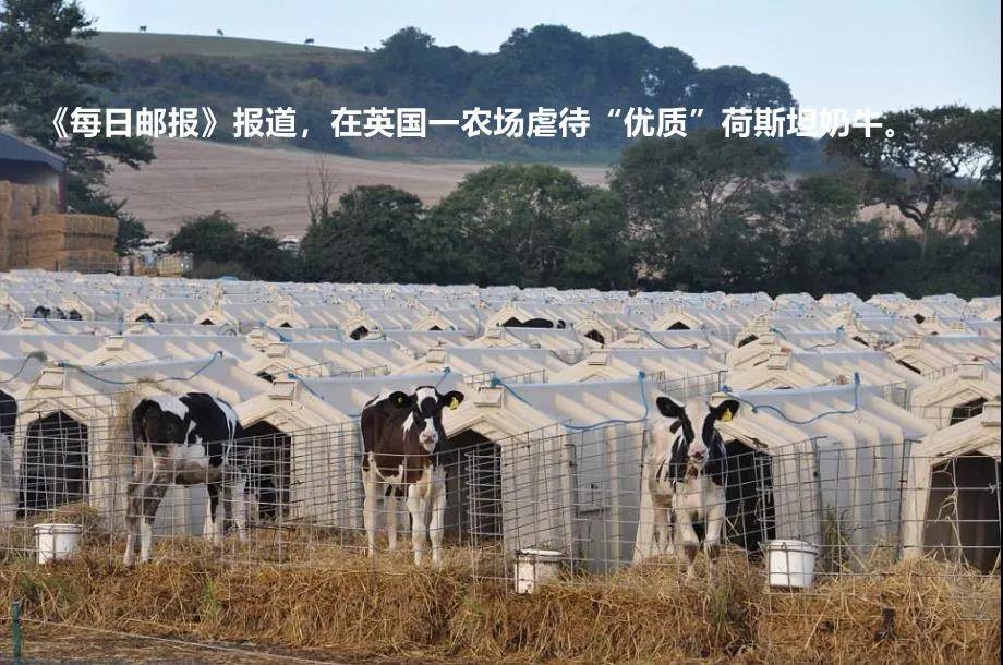 【物联网圈2023】安徽0出现倒奶杀牛的原因