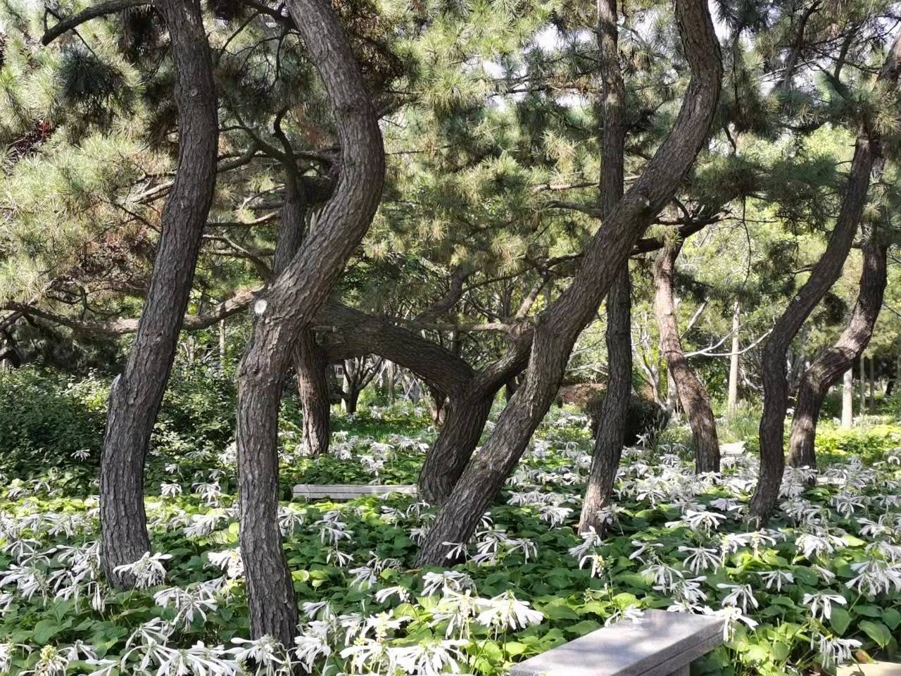 什么状叶茂成语_根深叶茂图片(3)