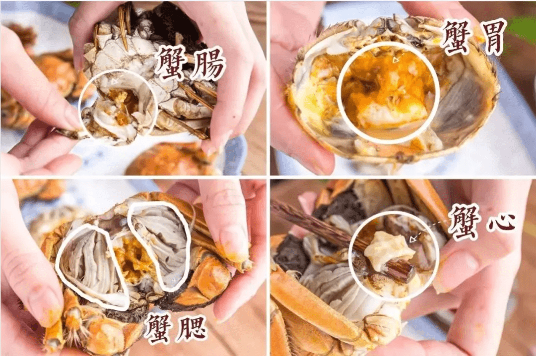 刚死的螃蟹能吃吗?哪些部位不能吃?吃蟹有禁忌?