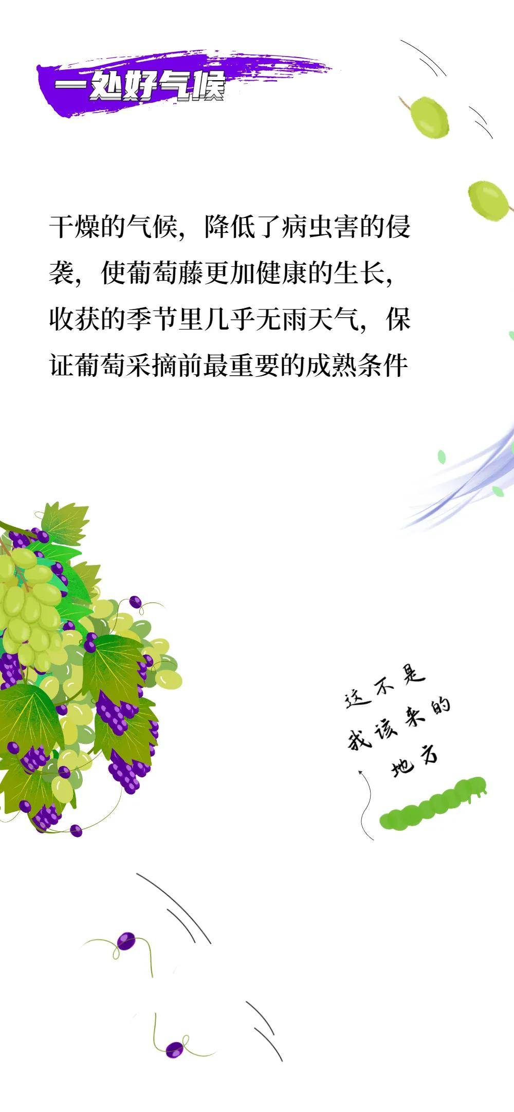 国际|听说,宁夏葡萄酒最近很火!