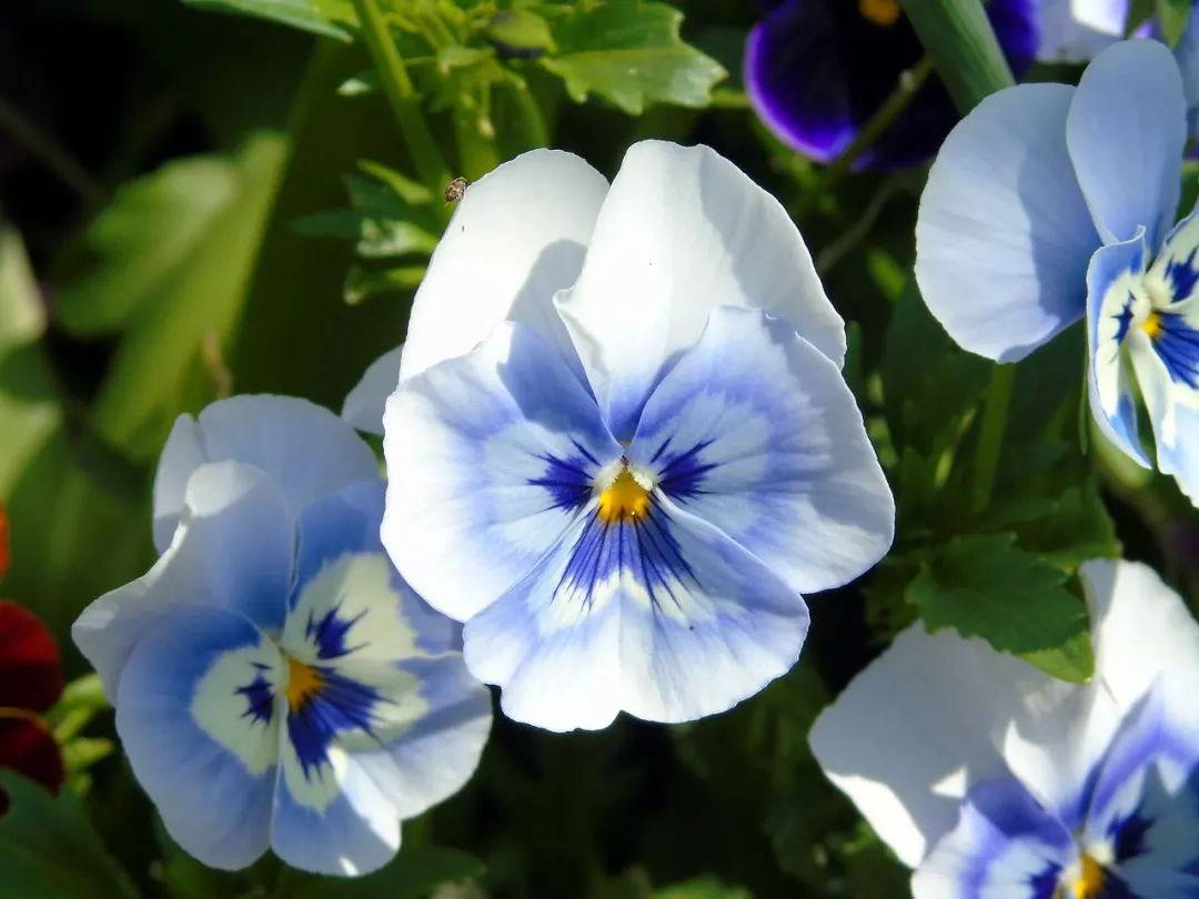 畅销天下(bizpal)分享:波兰市场开发攻略!