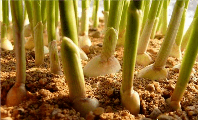 发芽的大蒜能否吃_食用