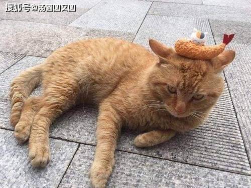养宠小知识 猫驱虫用什么药比较好 猫咪