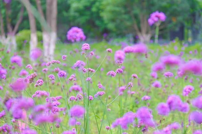 空气|秋日限定美景！桂花香、紫色花海颜值正盛，快约~