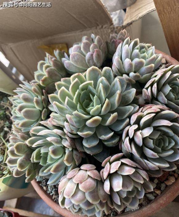 多肉植物用施肥吗 秋天撒点缓释肥 有了肥料 多肉长得快 养分